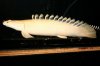 bichir platinum endli pic2.jpg