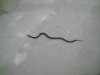 SNAKE.JPG SNAKE.JPG