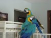 newbirds.jpg