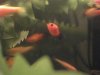 Platy 001.jpg