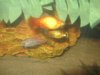 Platy 003.jpg