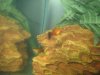 Platy 004.jpg