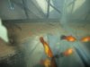 Platy 005.jpg
