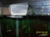 snail clutch in box in tank.jpg