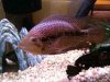 cichlid.jpg