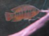 my fish 095.jpg