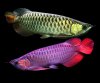 5.-Arowana-1.jpg