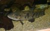 Hoplias sp. A.jpg