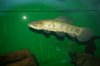 Hoplias sp. Midwater A.jpg