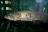 Hoplias sp. Midwater B.jpg