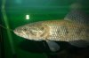 Hoplias sp. Midwater C.jpg