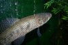 Hoplias sp. Midwater D.jpg
