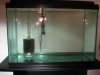 fish 011.jpg