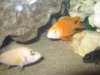 fish 026.jpg