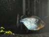 Blue Diamond Rhombeus 02.jpg