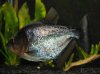 Blue Diamond Rhombeus 03.jpg