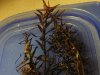 _rotala macrandra.JPG