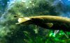 beensnoek eating2 (Large).jpg