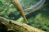 gar close2 (Medium).jpg