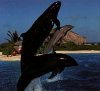 Wholphin.JPG