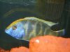 Male venustus 003.JPG