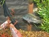 Newfishpics 018.JPG