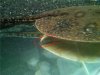 Stingray foot1.jpg