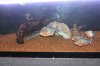 Piranha pics 026.jpg