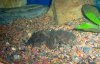 toadfish-01.JPG