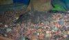 toadfish-03.JPG