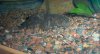 toadfish-04.JPG