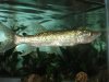 African Pike.JPG