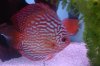 fish 051.JPG
