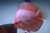 fish 044.JPG