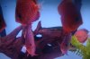fish 046.JPG
