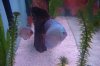 fish 043.JPG