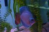 fish 032.JPG