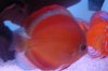 fish 035.JPG