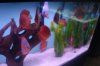 fish 053.JPG