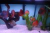 fish 048.JPG