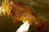 cichla.jpg