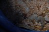 mealworms2.jpg