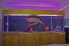 fish pics 028.JPG