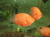 red severum.jpg