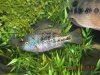 Coolfishpics 130.JPG