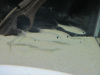 Picture 3.png