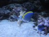 jc Newport Aquarium pics 100.JPG jc Newport Aquarium pics 100.JPG