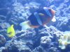 jc Newport Aquarium pics 105.JPG jc Newport Aquarium pics 105.JPG