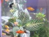 35-Gallon 002.jpg