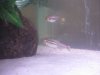 35-Gallon 004.jpg